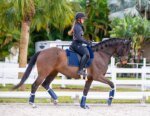 Leveza Sheepskin Dressage Pad - Multiple Colour Options