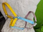 Nylon Halter Full Horse Blue/Yellow