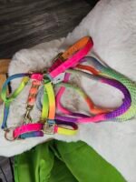 Nylon Halter & Lead Cob Multicolor