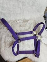 Nylon Halter Weanling Purple