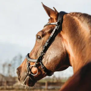 Used Like New PresTeq Anatomical FaySport Bridle - Full